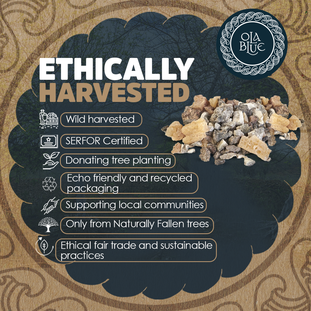 Palo Santo Resin - 2oz, 100% Natural & Sustainable, Premium Quality, Aromatherapy, Energy Cleansing, Spiritual Practices, Ethically Sourced